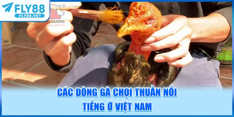 Các Dòng Gà Chọi Thuần Nổi Tiếng Ở Việt Nam