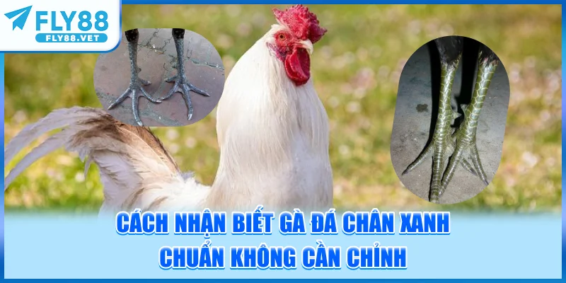 Cách Nhận Biết Gà Đá Chân Xanh Chuẩn Không Cần Chỉnh