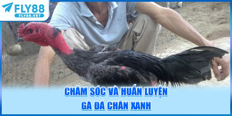 Chăm Sóc và Huấn Luyện Gà Đá Chân Xanh