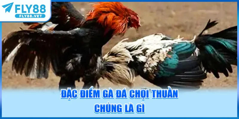 Đặc Điểm Gà Đá Chọi Thuần Chủng Là Gì?