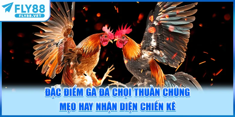Đặc Điểm Gà Đá Chọi Thuần Chủng - Mẹo Hay Nhận Diện Chiến Kê