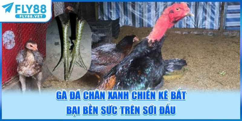 Gà Đá Chân Xanh - Chiến Kê Bất Bại, Bền Sức Trên Sới Đấu