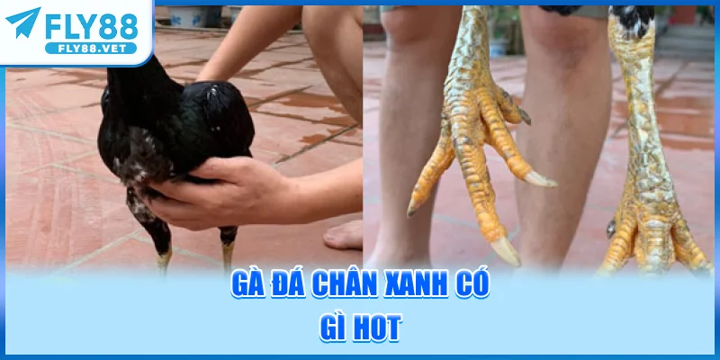 Gà Đá Chân Xanh Có Gì Hot?