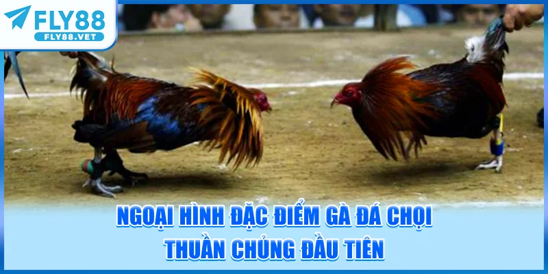 Ngoại Hình - Đặc Điểm Gà Đá Chọi Thuần Chủng Đầu Tiên