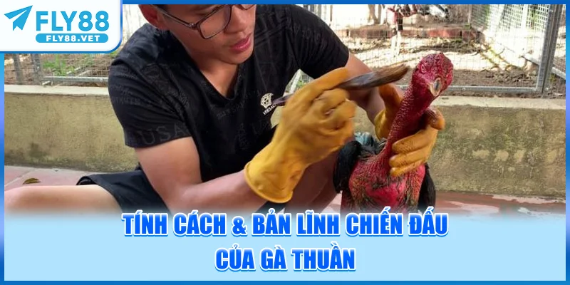 Tính Cách & Bản Lĩnh Chiến Đấu Của Gà Thuần